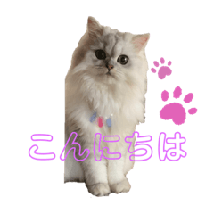 kitty_20201214233413