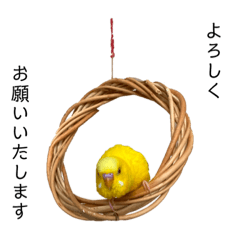 黄色インコのご挨拶