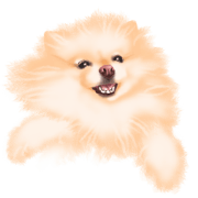 May the Pomeranian3. May the Pomeranian3.