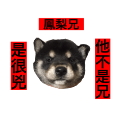 鳳梨兄他不是兄是很兇