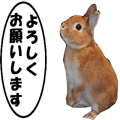 active rabbit cocoa-2