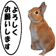 active rabbit cocoa-2 active rabbit cocoa-2