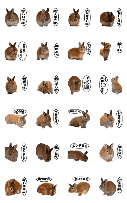 active rabbit cocoa-2 active rabbit cocoa-2