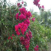 Water dragon Water dragon