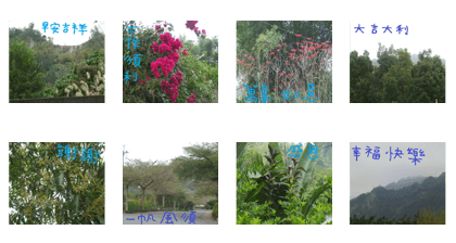 Water dragon Water dragon