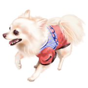 Sugar the Chihuahua. Sugar the Chihuahua.