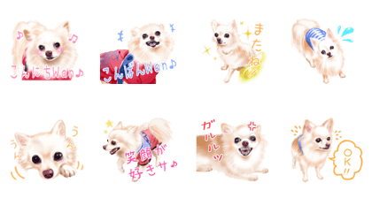 Sugar the Chihuahua. Sugar the Chihuahua.