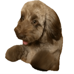 Rotty of Labradoodle vol.1