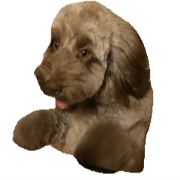 Rotty of Labradoodle vol.1 Rotty of Labradoodle vol.1