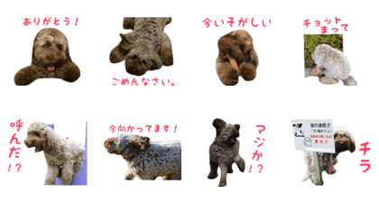 Rotty of Labradoodle vol.1 Rotty of Labradoodle vol.1