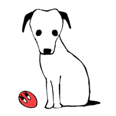 Jack Russell Terrier TAKUMI