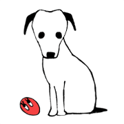 Jack Russell Terrier TAKUMI