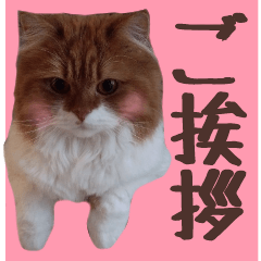 cat photo sticker ponzu