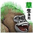 Gorilla gorilla 4
