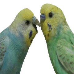cute cute parakeet2