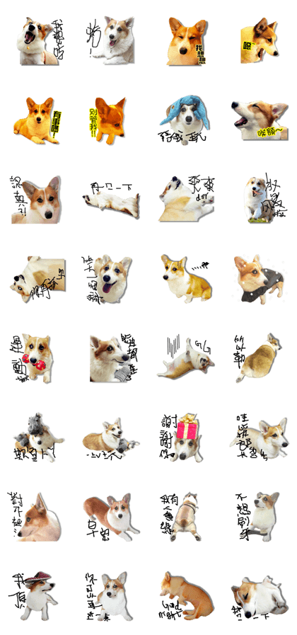 Corgi white Eyes daily