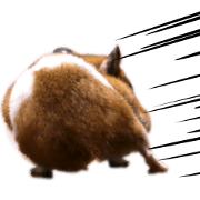 (Third edition)Hamster Sumire coming!