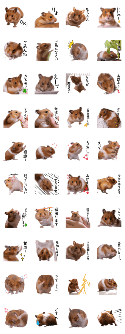 (Third edition)Hamster Sumire coming!