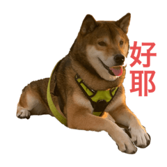 Tomo醬的日常生活