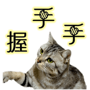 Baby kitty Baby kitty