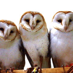 barn owl,lulu,belle,sue part2