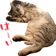 Cat photograph sticker of my home. Cat photograph sticker of my home.