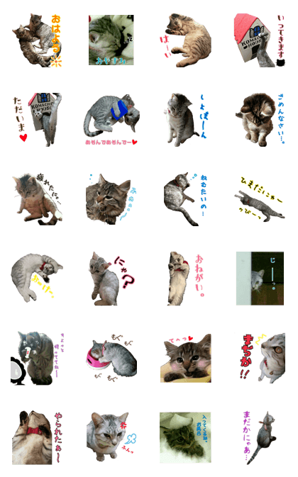 Cat photograph sticker of my home. Cat photograph sticker of my home.