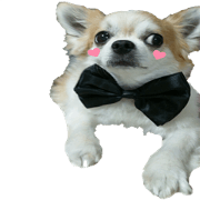 Kokoichi of Chihuahua 3