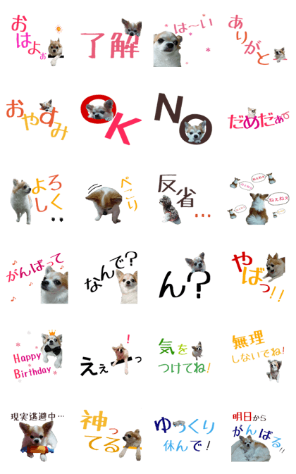 Kokoichi of Chihuahua 3