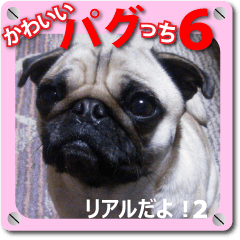 Pretty Pug!6