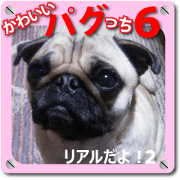 Pretty Pug!6 Pretty Pug!6