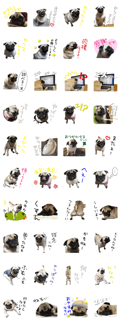 Pretty Pug!6 Pretty Pug!6