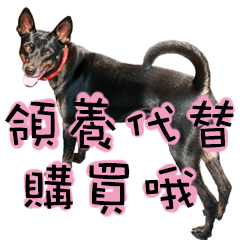 Black Dog~KUMI~(Chinese Version)