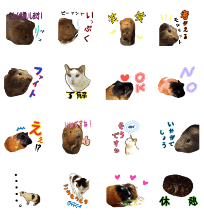 Guinea PIg and cat 5