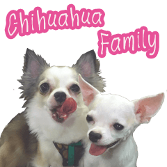 Chihuahua Family Miss & Teen