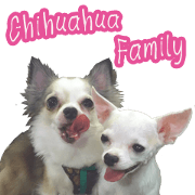 Chihuahua Family Miss & Teen Chihuahua Family Miss & Teen