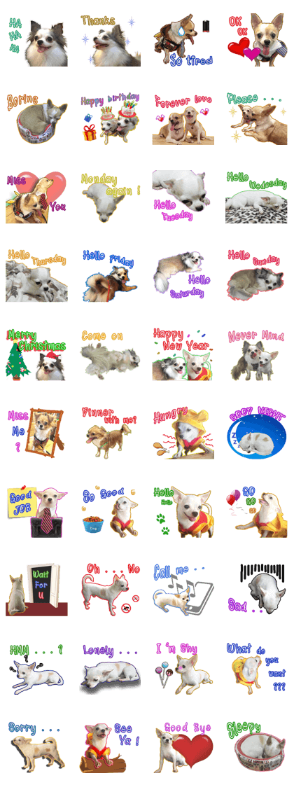 Chihuahua Family Miss & Teen Chihuahua Family Miss & Teen