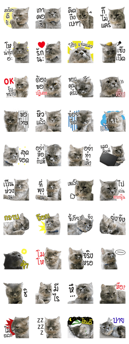 Gornmegg - Cat the house's owner Gornmegg - Cat the house's owner