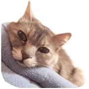 easy to use kawaii cats easy to use kawaii cats