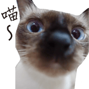 Meow meow meow fluffy paws Meow meow meow fluffy paws