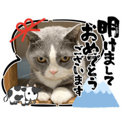 猫ジェラくんとジェラくんの子供達