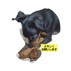 yokko_20201215203956