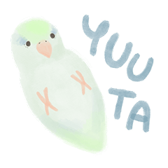 Yuuta little parrotlet