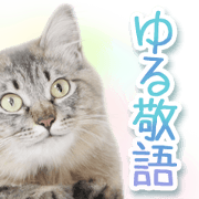 Laid-back cat2(Photo) Laid-back cat2(Photo)