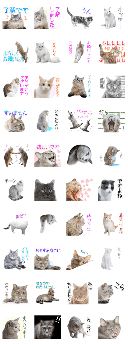 Laid-back cat2(Photo) Laid-back cat2(Photo)