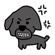 BLACK TOY POODLE JIJI BLACK TOY POODLE JIJI