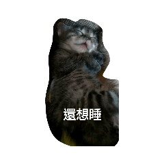喵想睡