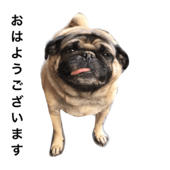 パグのポンタ Lineクリエイターズスタンプ Stamplist