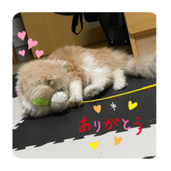 Ringo_20201216145729