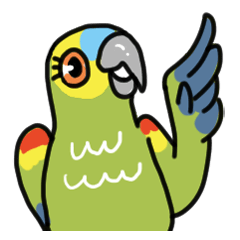 KOTA - a blue fronted amazon parrot (EN)